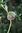 Gladiolus papilio 0-30 cm