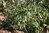 Rhapidophyllum hystrix