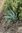 Agave palmeri 10-20 cm