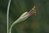 Manfreda maculosa x virginica