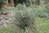 Yucca filamentosa × glauca