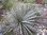 Yucca filamentosa × thompsoniana