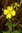 Oenothera tetragona