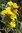 Oenothera tetragona