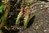Blechnum penna-marina ssp. alpina