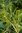 Olearia nummularifolia 'Rifnik' 20-30 cm