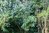 Schefflera taiwaniana 30 - 40 cm