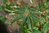 Schefflera taiwaniana 30 - 40 cm