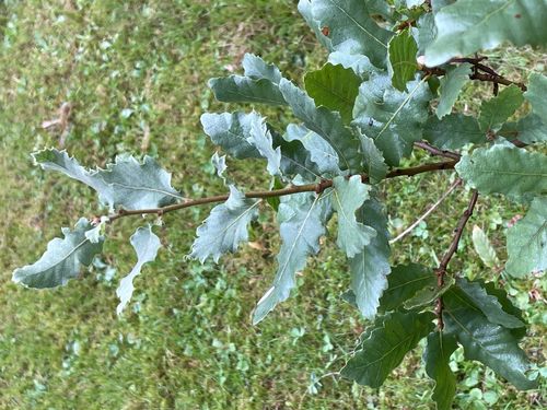 Quercus brantii 20-30 cm