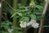Staphylea holocarpa