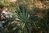 Y. linearifolia x recurvifolia x glauca
