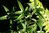 Helwingia chinensis