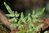 Lygodium japonicum
