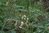 Astragalus lusitanicus