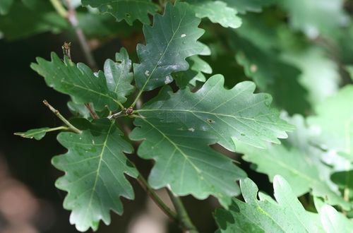 Quercus dshorochensis 20-40 cm