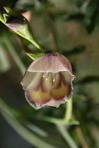 Gladiolus papilio 0-20 cm