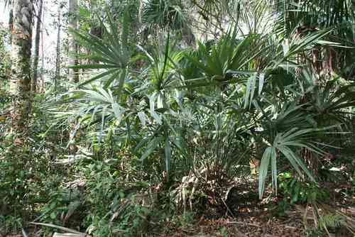 Rhapidophyllum hystrix