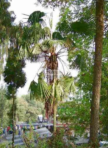 Trachycarpus martianus ssp. latisectus