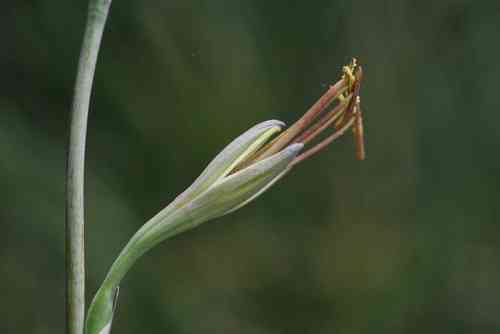 Manfreda maculosa x virginica 0-10 cm