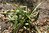 Manfreda maculosa x virginica 05-10 cm