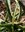 Manfreda maculosa x virginica 05-10 cm