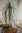 Nolina longifolia 110-130 cm
