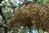 Nolina longifolia 110-130 cm