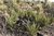 Yucca baccata var. vespertina 05-10 cm