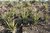 Yucca baccata var. vespertina 05-10 cm