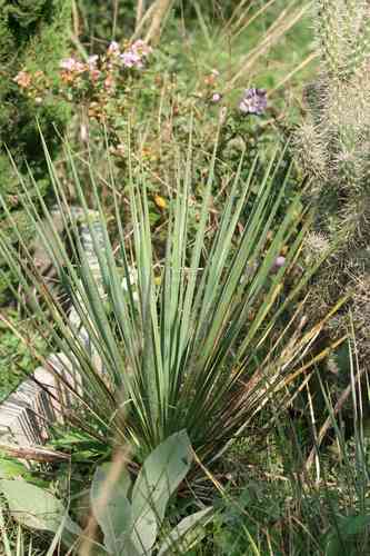 Yucca karlsruhensis × arkansana