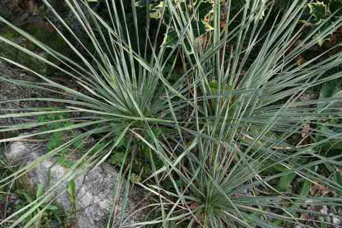Yucca karlsruhensis × elata