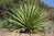 Yucca treculiana