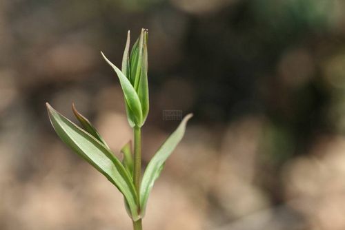 Polygonatum cirrhifolium