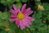 Chrysanthemum arcticum x koreanum 0-30 cm