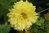 Chrysanthemum arcticum x koreanum 0-30 cm