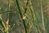 Foeniculum vulgare 'Bronze' 0-20 cm