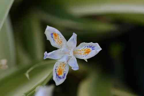 Iris japonica 'Variegata' 10-20cm