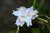 Iris japonica 'Variegata' 10-20cm