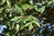 Quercus turneri var. pseudoturneri