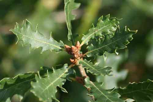 Quercus infectoria