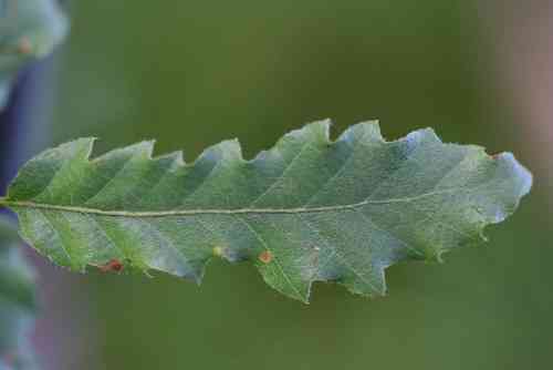 Quercus libani 'Karaman'