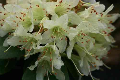 Rhododendron hanceanum