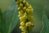 Mahonia eurybracteata