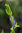 Danae racemosa 30-40 cm
