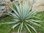 Yucca filamentosa × pallida