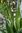 Eryngium agavifolium 10-20 cm