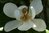 Magnolia grandiflora 'Bracken's Brown Beauty' F1
