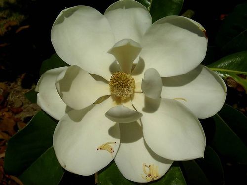Magnolia grandiflora 'Edith Bouge' F1