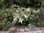 Leucothoe fontanesiana 'Zeblid'