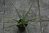 Yucca filamentosa 05-10 cm